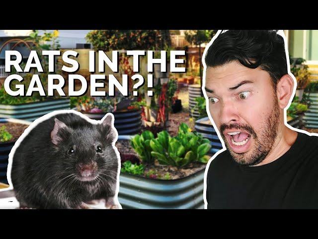 How to Prevent and Control RATS in Your Garden  