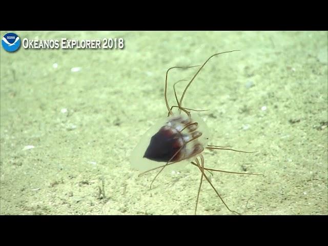 Okeanos Explorer Video Bite: Alien-looking Jellyfish