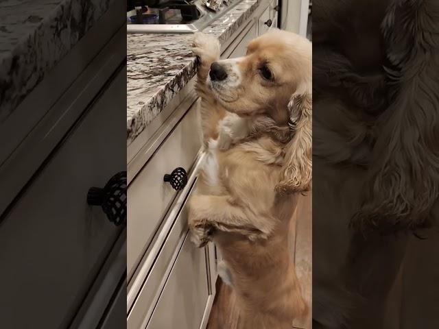 Nic,stand up looking for something to eat #youtubeshorts #familydog #animals #cockerspaniel