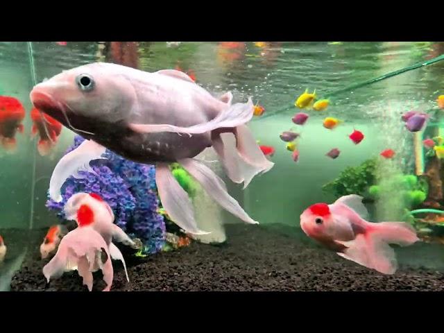 Relaxing Music with Colorful Coral Reefs,Fish#22