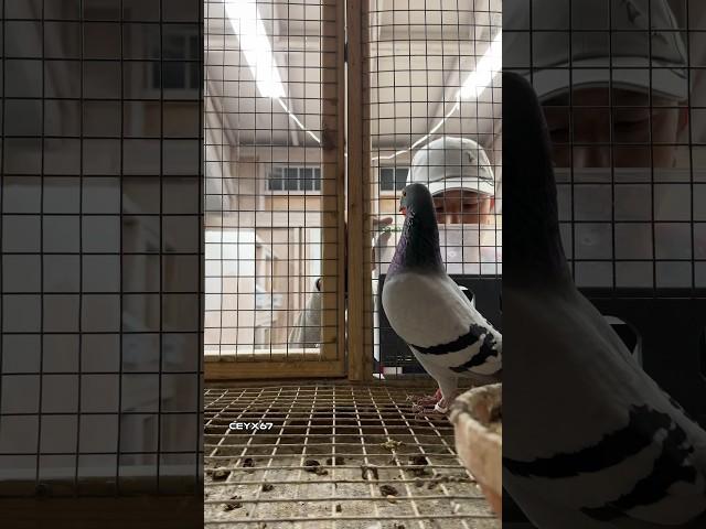 Nightly duties #ceyxloft #pigeonracing #racingpigeon #pigeons