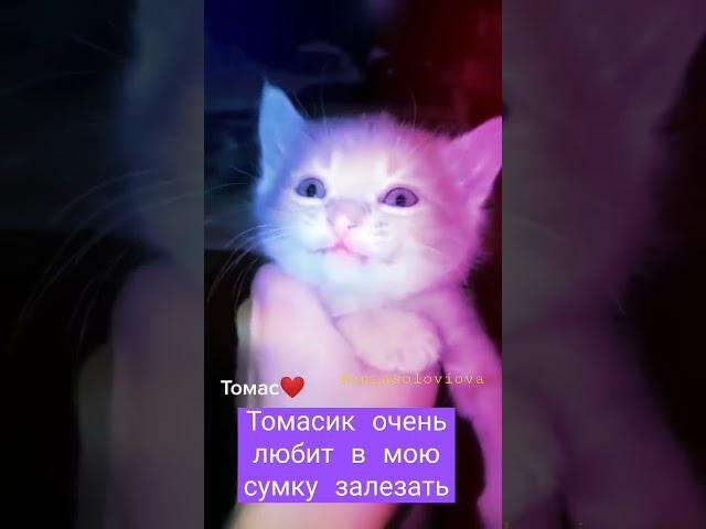 попался шкодник Томасик