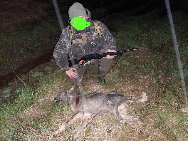 Охота на волка с Leader TWS (2)/Hunting wolves