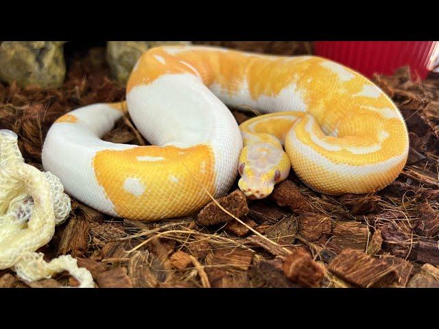 Fury Tips Ball Python Shedding #ballpython #reptiles #snake #viral #animals #wildlife #pets #fyp