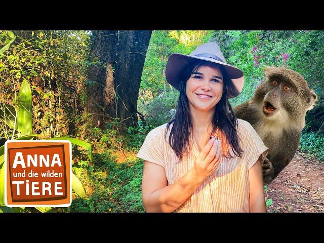 Rambazamba bei den Weißkehlmeerkatzen | Reportage für Kinder | Anna und die wilden Tiere