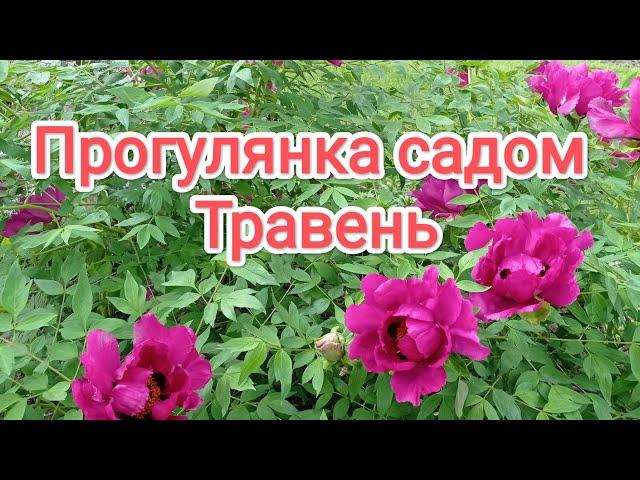 Прогулянка садом️Що зараз квітне і який вигляд мають рослини. #сад #квіти #дача #дачнийагроном