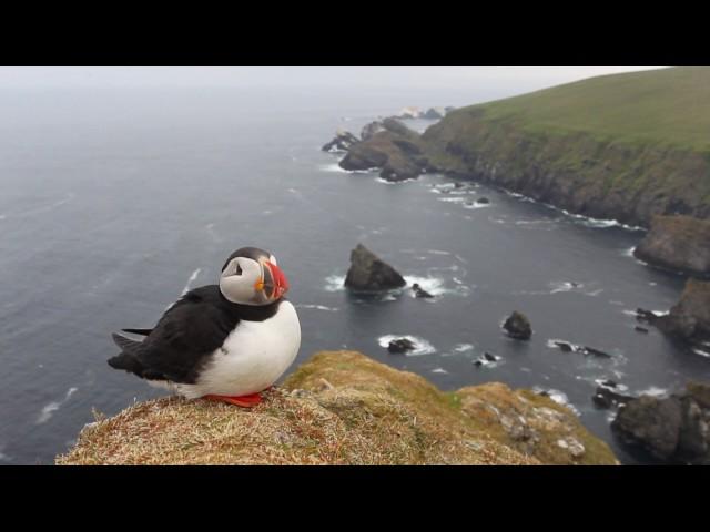 Atlantic puffin (Fratercula arctica) on cliff top, Scotland, UK