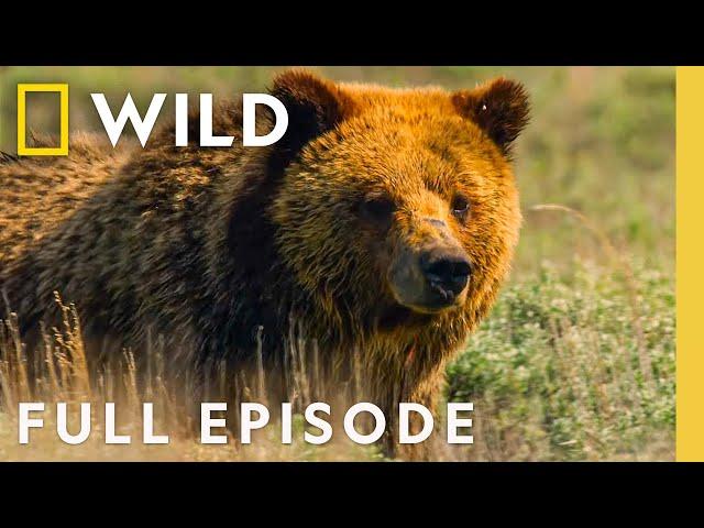 Grizzly Bear Summer | Wild Yellowstone | Nat Geo Animals