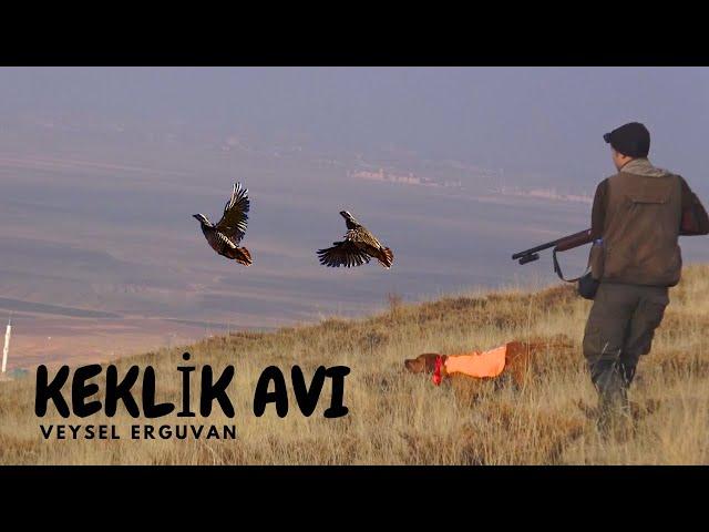 2023 Av Köpeği ile Tavşan Keklik AvlarıPartridge huntPartridge and rabbit huntsingiliz pointer