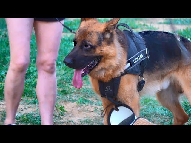 Дрессировка Пауля. Немецкая овчарка. Paul's training. German Shepherd .