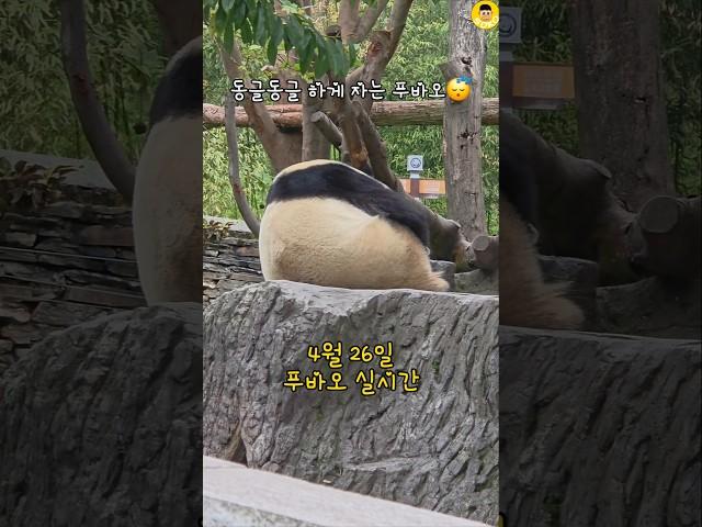 동글 동글 잠이 든 푸바오~ #푸바오 #판다 #fubao #panda #shorts