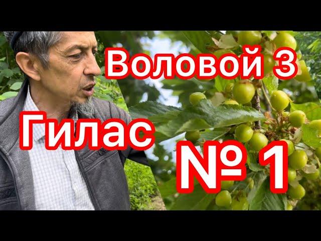 Воловой 3 Гилас Кандай Кармады???