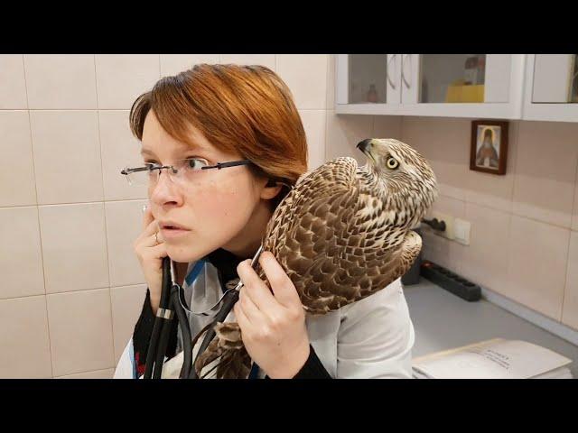 A flyer with a concussion. A goshawk being examined by a vet.