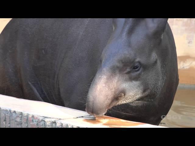 남아메리카 테이퍼 ( Tapir Sound )