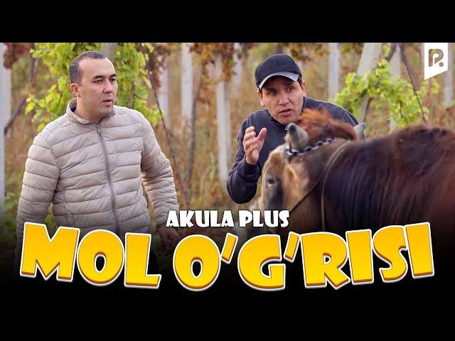 Akula Plus - Mol o'g'risi (hajviy ko'rsatuv)