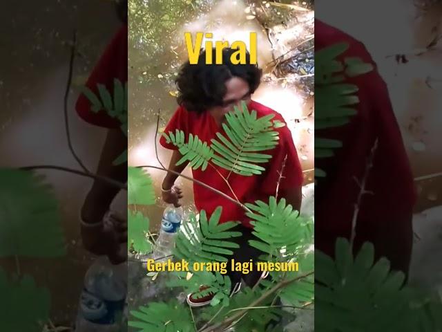 viral ketauan mesum#shorts