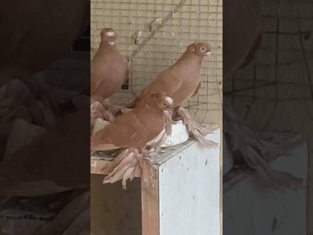 #uzbekistan #russia #qirgizston #turkestan #pigeon #tauben #golubi #golub #kabootar #qushlar #reels