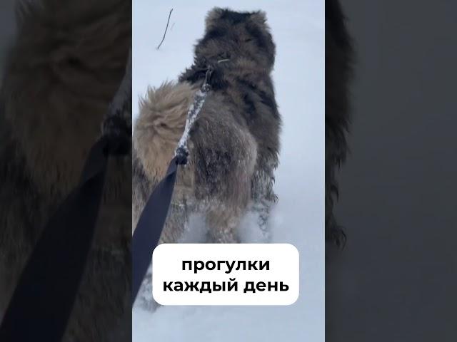 Когда собака друг человека:) #собака #овчарка #другчеловека #реальнаяжизнь #жиза #прожизнь #загород