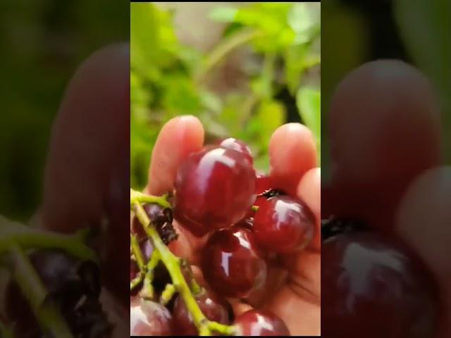 Grapes hot tea #fresh graphics,1honey,2cup water maintains cholesterol level and heart
