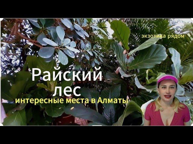 Питомник экзотических растений в Алматы