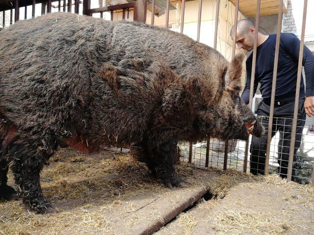 Дикий кабан монстр Фунтик. Огромный секач Tame a wild boar