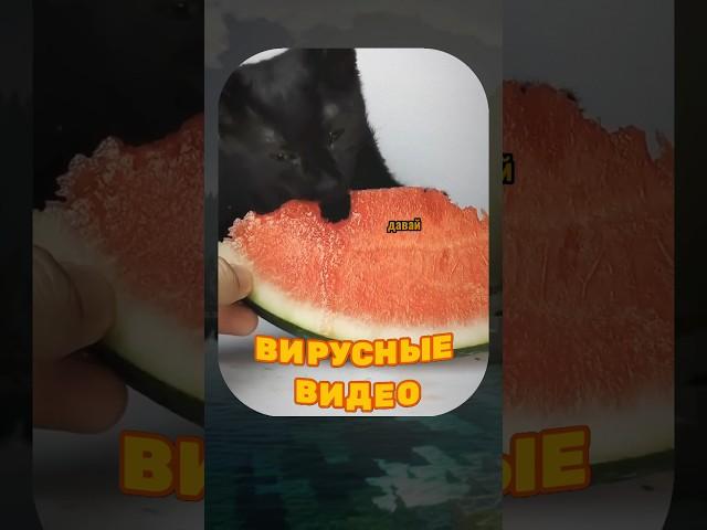 ВИРУСНЫЕ ВИДЕО / Безумные еноты 