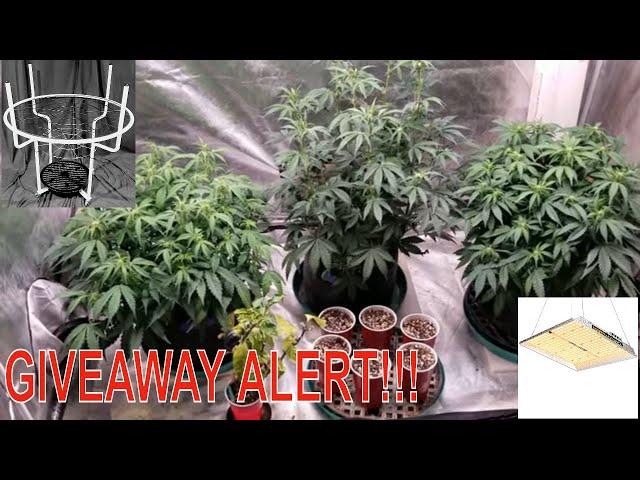 How To Grow medical Cannabis Part 5. Early Flower Training. Huge Giveaway.. ENTER BELOW. #marshydro