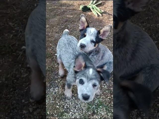 Красотка. Австралийская пастушья собака #heeler #cattle_dog #хилер#австралийский_хилер #хилерЭля