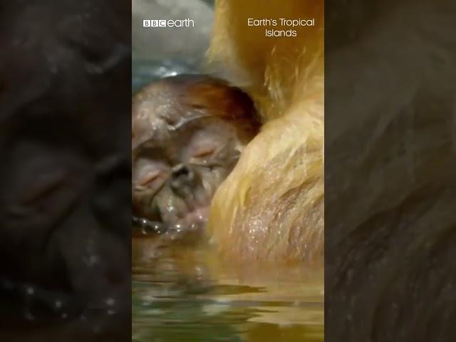 Proboscis monkey makes giant leap of faith into crocodile-infested waters  #InternationalMonkeyDay