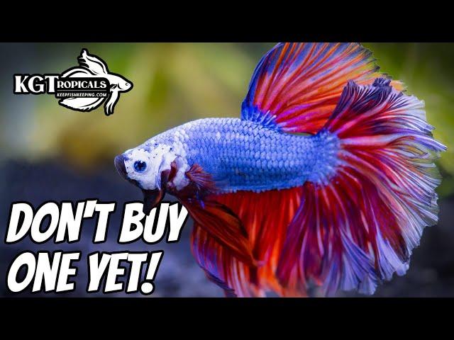 Don't Buy A Betta Fish Without Watching This First. 10 Things You Should Know About Betta Fish.