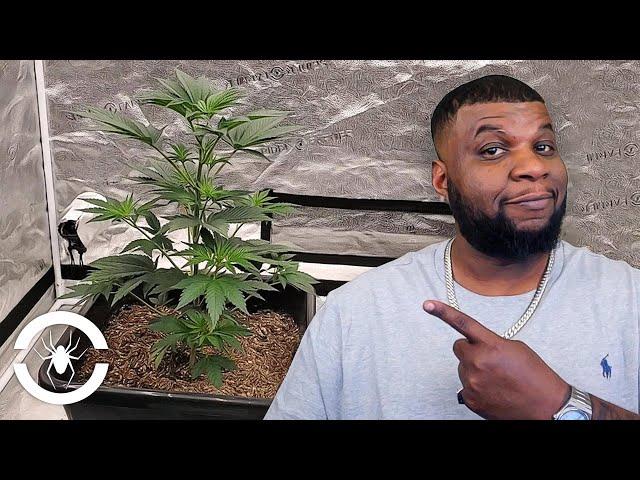 1st 5 Weeks of Veg + Topping, Top Dressing, & Turning on Autopots - Spider Grow: S9 EP3