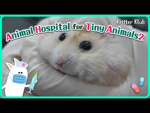 Today's Patient: Hamster l Animal Hospital For Tiny Animals 2