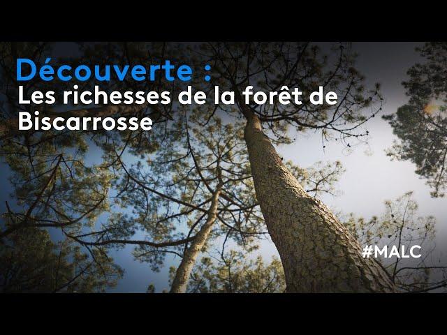 Découverte : les richesses de la forêt de Biscarrosse