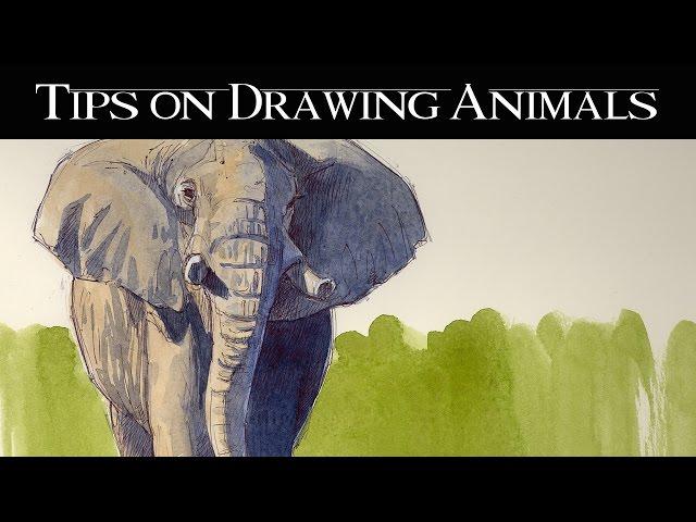 Drawing Animals From Life