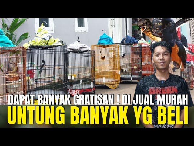 UNTUNG BANYAK YANG BELI ! GRATIS KUPON SANGKAR KAOS ONGKOS KIRIM SE INDONESIA ! BOWO MURAI JELAMBAR