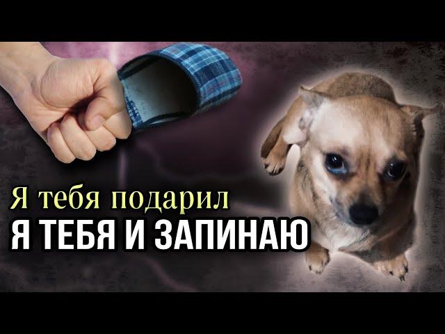 Мужчина запинал и выпер из дома Чихуахуа, которого сам же подарил жене 