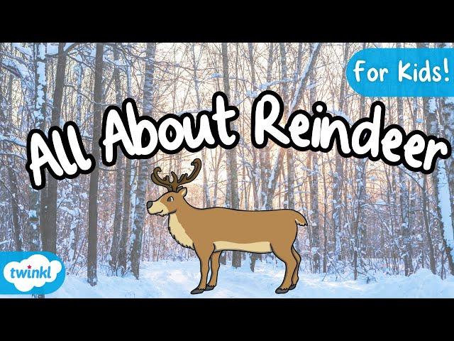 All About Reindeer for Kids | Caribou for kids