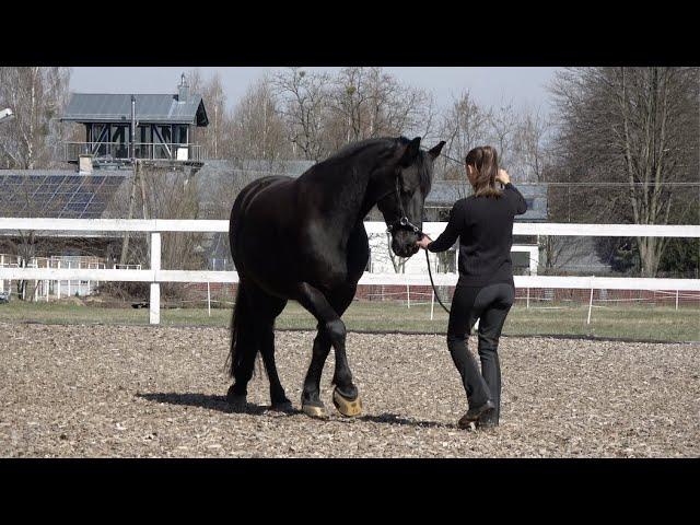 Academic Art of Riding: Groundwork