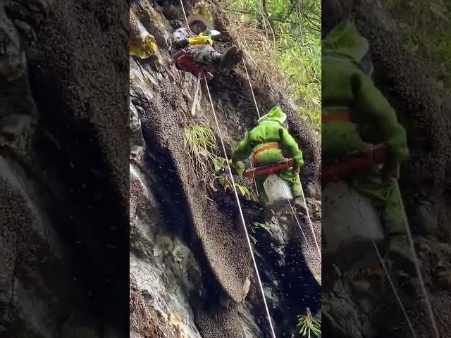 Real-life beekeepers on the cliffs #bee #wildbees #beekeeper