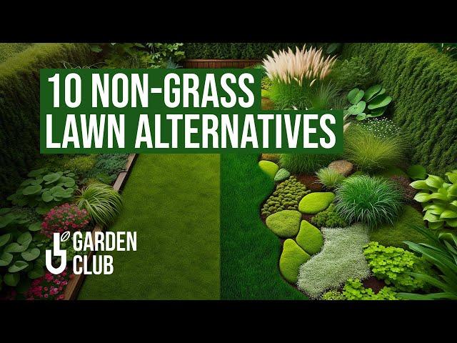 Non-Grass Lawns: 10 Easy, Low-Maintenance Lawn Alternatives