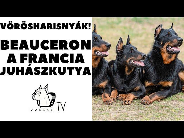 Vörösharisnyák - a BEAUCERON - Francia Juhászkutya!  DogCast TV!