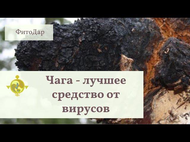 Дедовский способ против коронавируса- гриб Чага. Как заготавливается Чага в магазине ФитоДар.