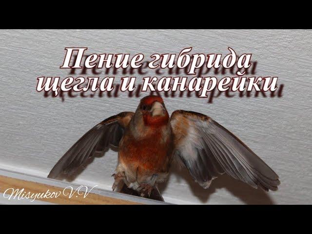 Пение гибрида щегла и канарейки