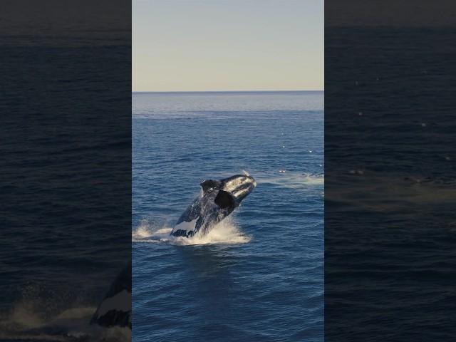 Humpback whale Jumping & Diving in the  open sea.