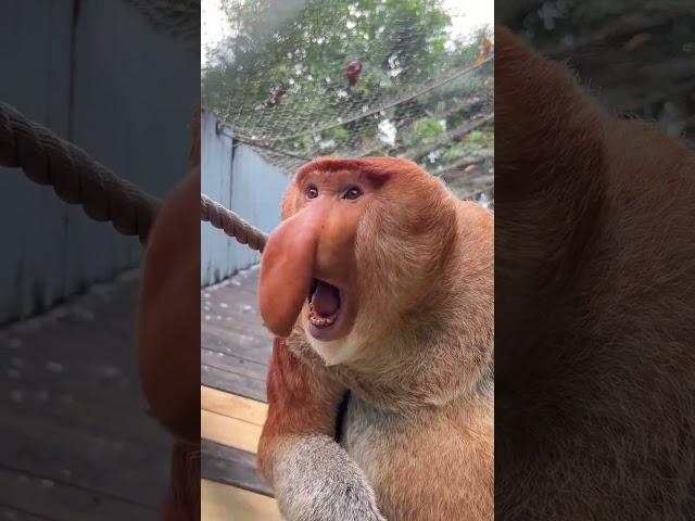 #Long Nose Monkeys #Animal Confusing Behavior #Amazing Animals in Jitterbug #Changlong Safari #Come