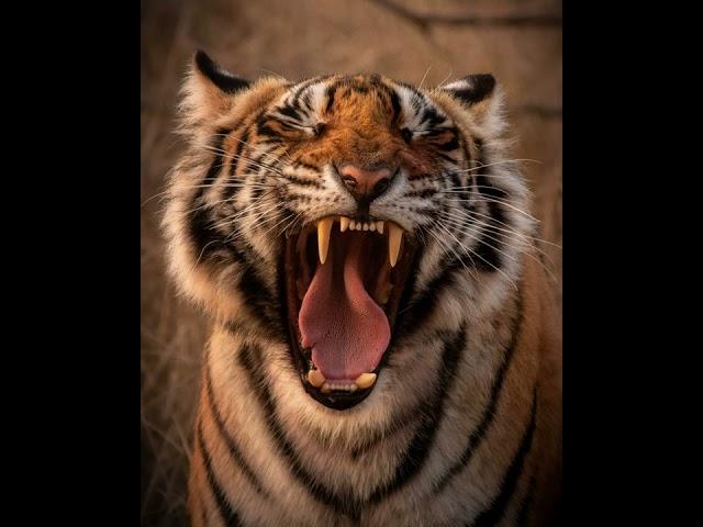 Tiger Growling and Snarling Sounds - 1 Hour (Ambient, White-noise, ASMR, Meditation)