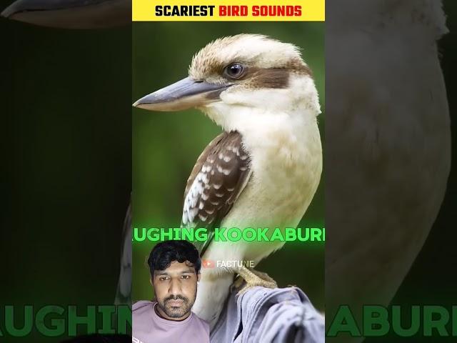 AThis Is The Scariest Bird Sounds #shorts