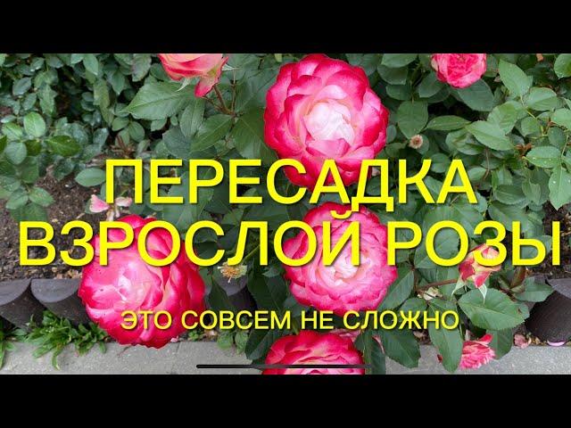 Розы. Пересадка взрослой розы. Не бойтесь пересаживать розы - это совсем не сложно.