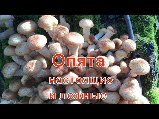 Ложные опята! Как отличить настоящие опята от ложных и несъедобных грибов.