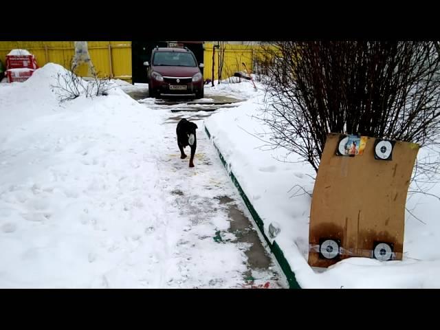 Ротвейлер сходил в магазин. Smart Rottweiler shopping in store